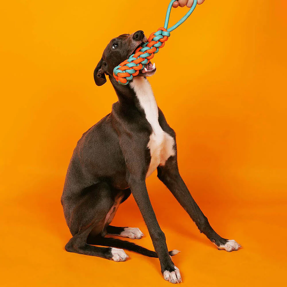 Braided Rope Stick Tug Dog Toy - Colour Clash - Image 3