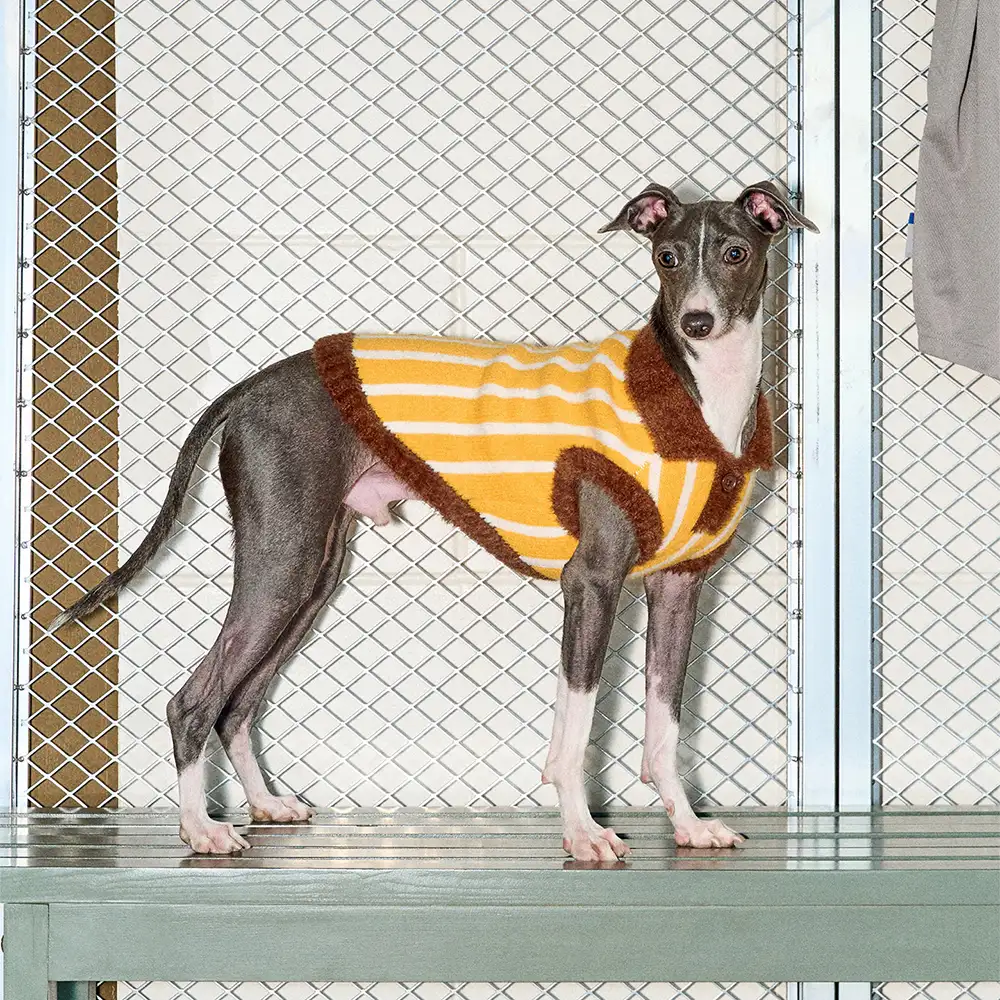 Color Blocked Striped Dachshund Polo Collar Dog Jumper - Image 8