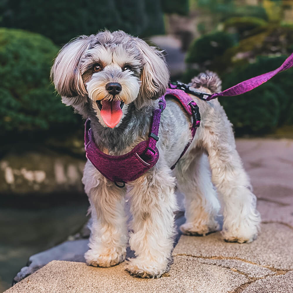 Eco-friendly Recycled Fabric No-Pull Dog Harness/Leash - Image 11