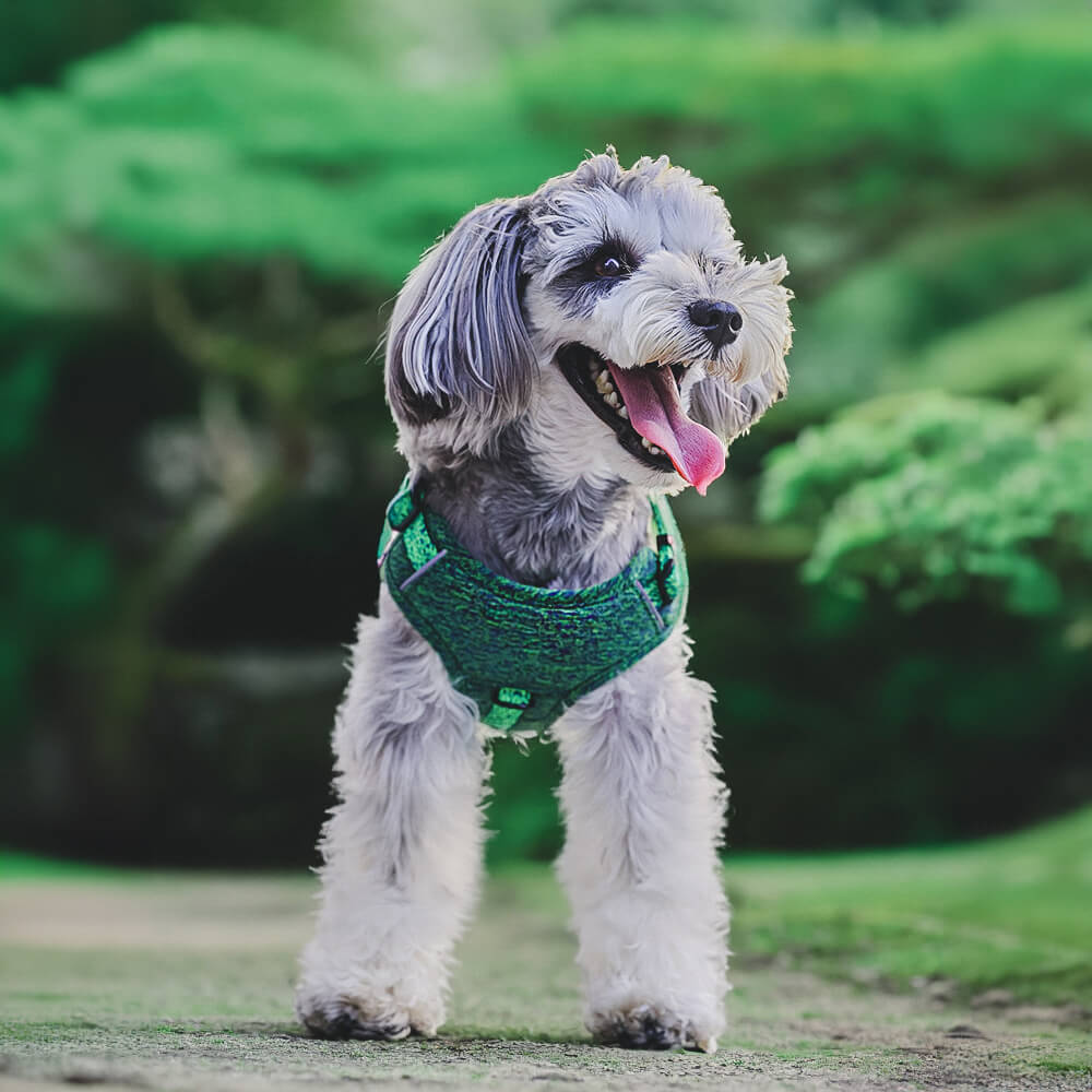Eco-friendly Recycled Fabric No-Pull Dog Harness/Leash - Image 12