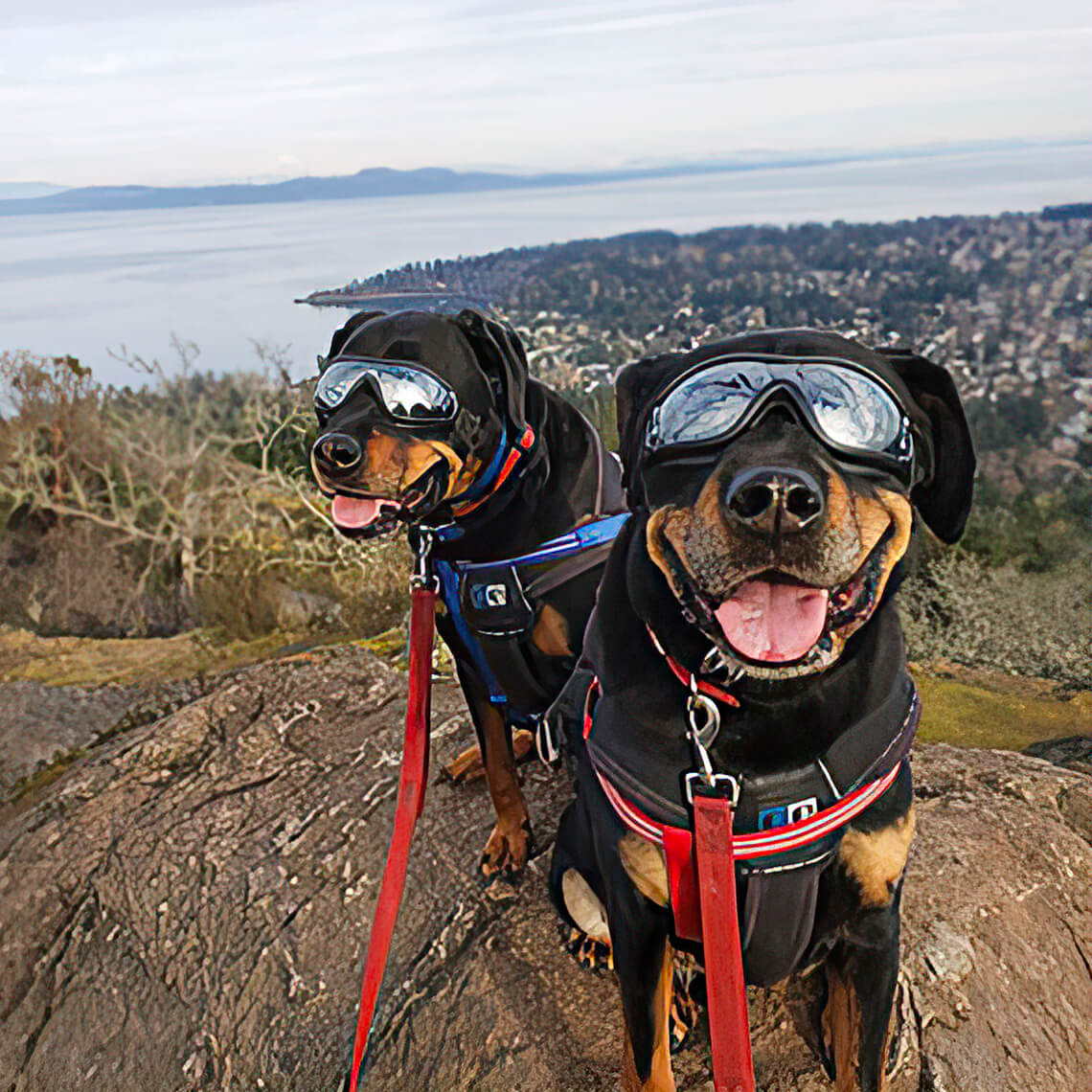 Goggles For Big Cool Dog Accessories - Image 7