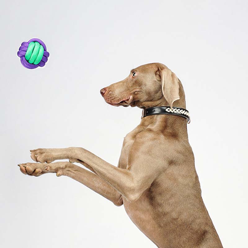 Knots Ball Throwing Dog Toy - Colour Clash - Image 5