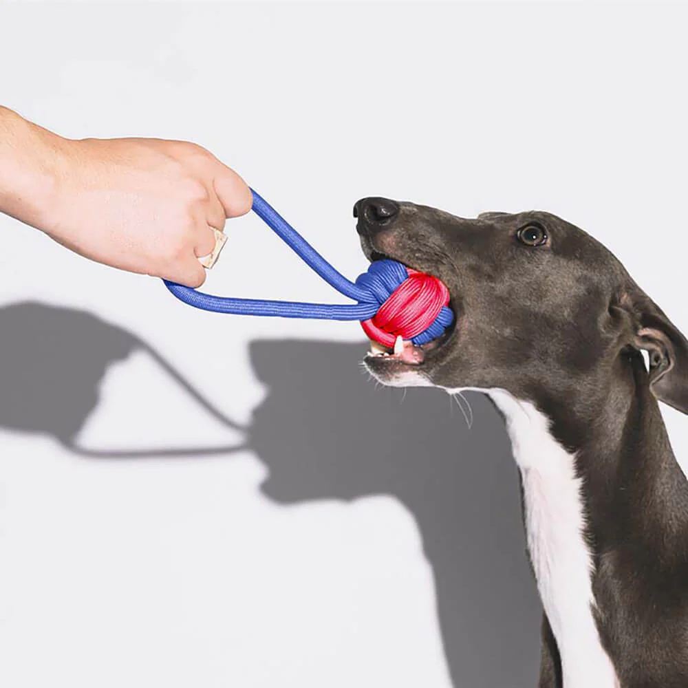 Knots Rope Dog Toy Set - Colour Clash - Image 3