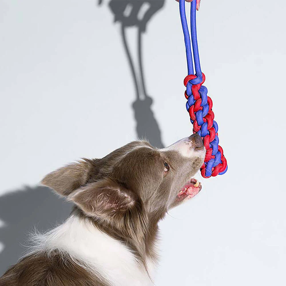 Knots Rope Dog Toy Set - Colour Clash - Image 6