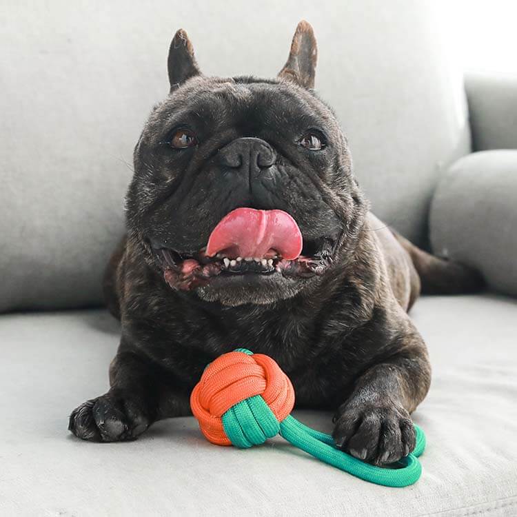 Knots Rope Tug Dog Toy - Colour Clash - Image 4