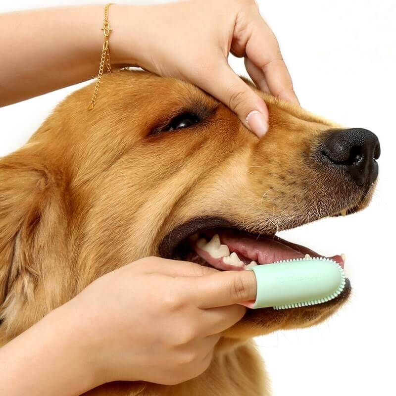 Pet Toothbrush Finger Toothbrush for Teeth Cleaning-Limited Quantity - Image 10