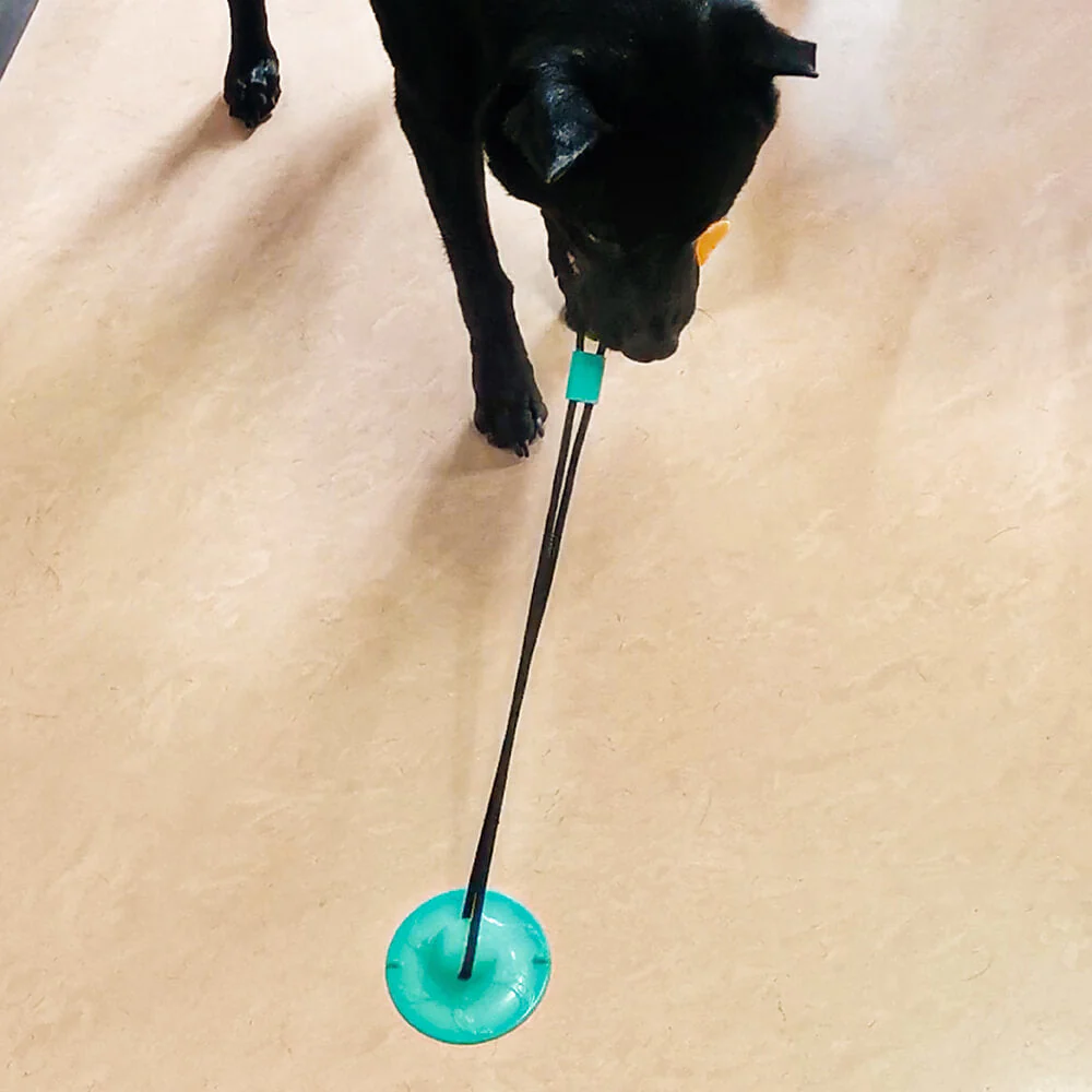 Suction Cup Dog Toy - Mango - Image 7