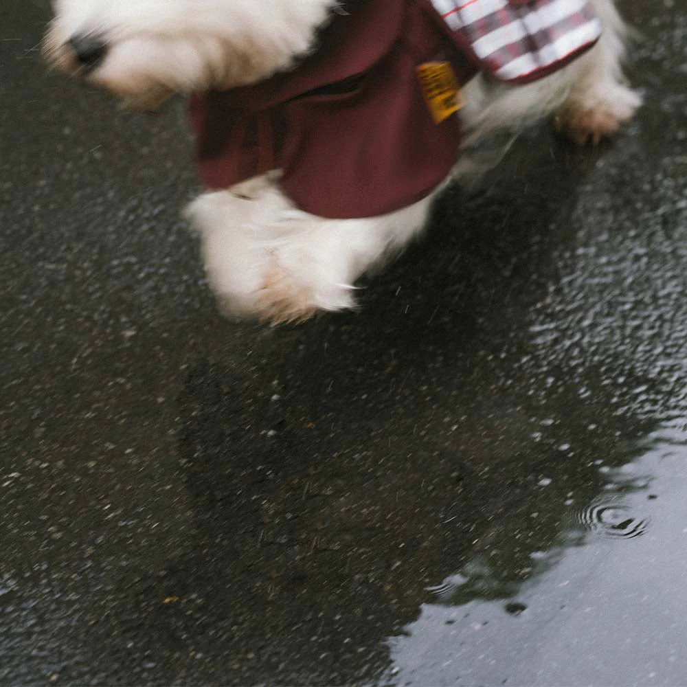 Waterproof Vintage Plaid Adjustable Dog Raincoat - All-Weather Protection - Image 12